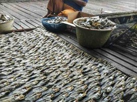 Ikan Asin di Desa Muara Plantau