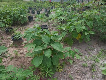 Perkebunan Palawija di Sumberrejo