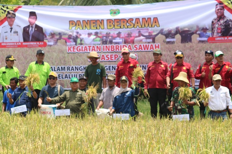 Pertanian Padi Unggul